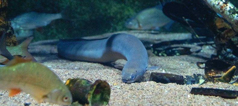 Im Aquarium „Stralsunder Hafenbecken“ im OZEANEUM kann der Europäische Flussaal gut beobachtet werden. // © Anke Neumeister/Deutsches Meeresmuseum Im Aquarium „Stralsunder Hafenbecken“ im OZEANEUM kann der Europäische Flussaal gut beobachtet werden. // © Anke Neumeister/Deutsches Meeresmuseum