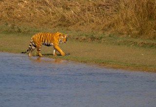 Bengaalse tijger in Barida Nationaal Park, &copy; Jonas Heimbach