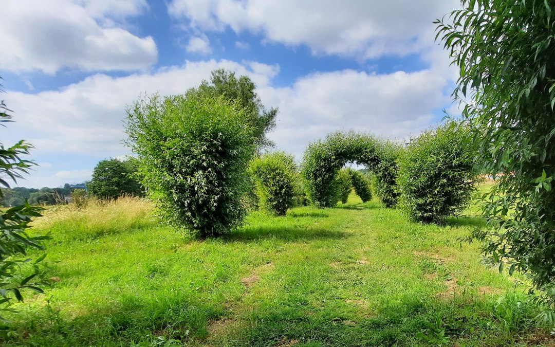 Willow Walk, © M. Lenthe