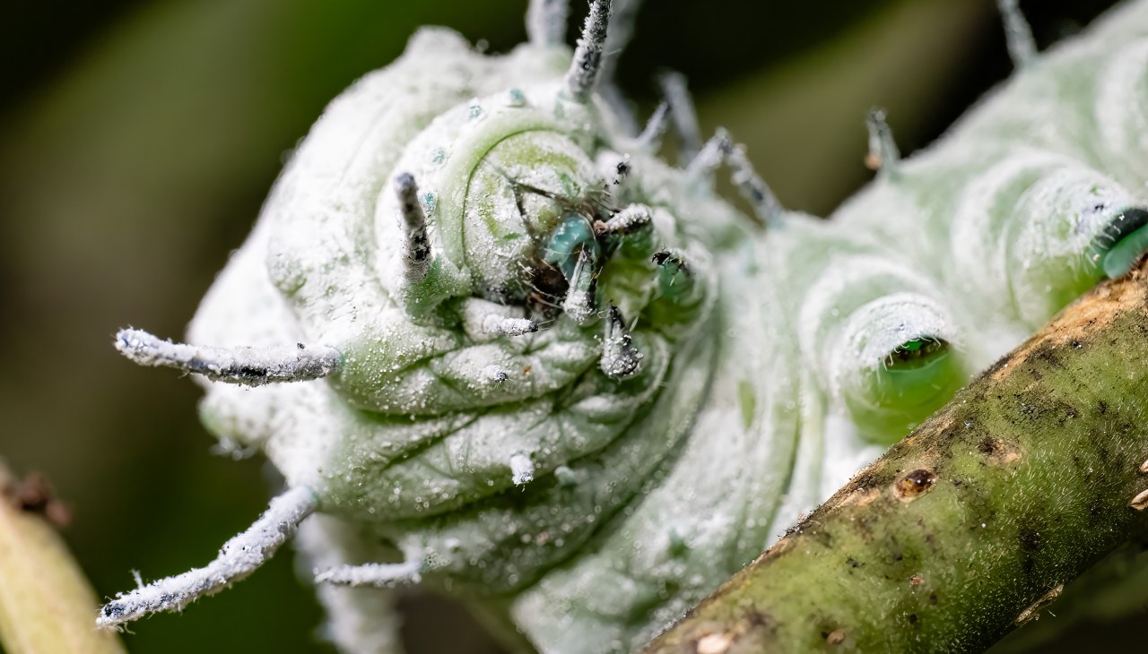 Raupe Atlasspinner 1, © Schmetterlingswelt Klütz
