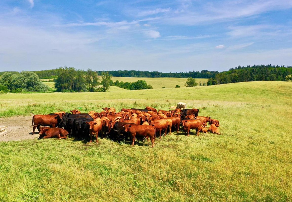 Op het landgoed Klepelshagen zijn weelderige weiden en volop ruimte voor het Klepelshagen biologisch grazende vee. // © Gourmet Manufaktur Gut Klepelshagen Op het landgoed Klepelshagen zijn weelderige weiden en volop ruimte voor het Klepelshagen biologisch grazende vee. // © Gourmet Manufaktur Gut Klepelshagen