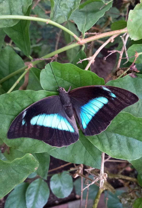 &copy; Schmetterlingsfarm/Heike Schnelle