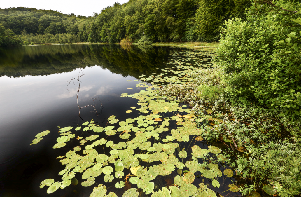 black-lake-in-the-granitz_4, © TMV/Gohlke