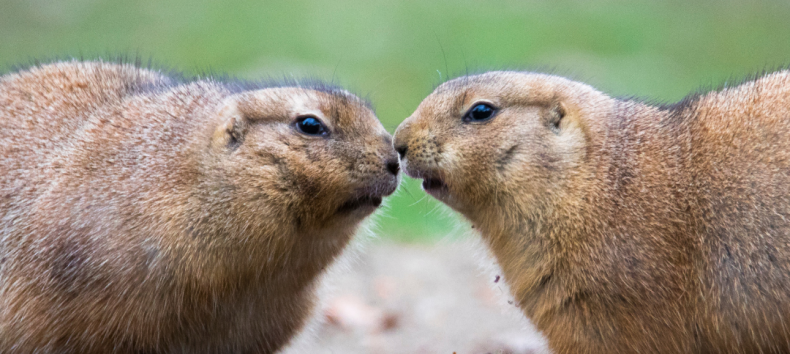 © Zoo Schwerin © Zoo Schwerin