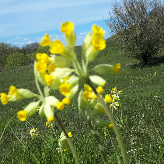 GRZ_Berge Schlüsselblume, © KV Mönchgut