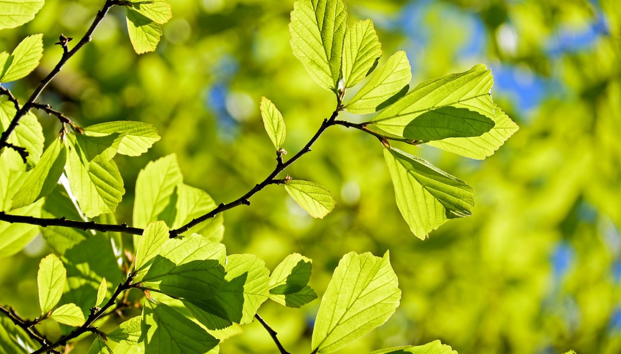 Oak leaves everyone knows!, © pixabay_couleur