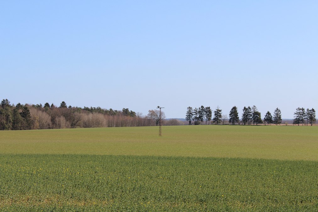 Widok na zamieszkane oczodoły, © Kur- und Tourismus GmbH Göhren-Lebbin