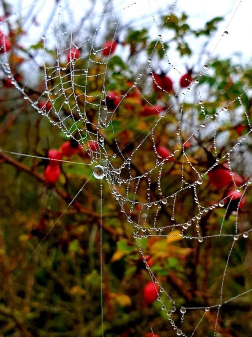 Autumn, © Südliche Boddenküste