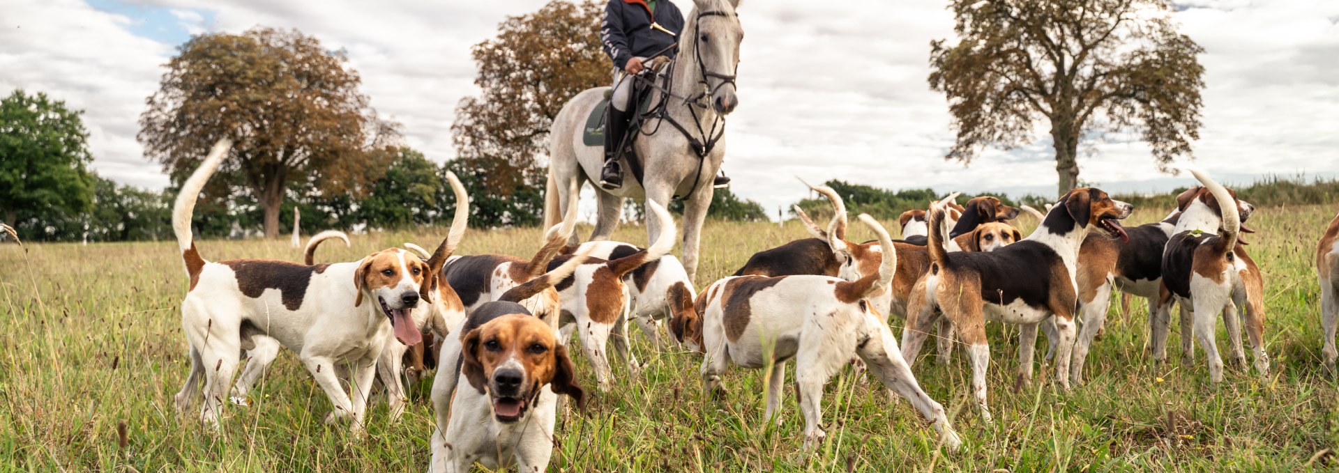 Een ruiter met veel honden op een jacht te paard.