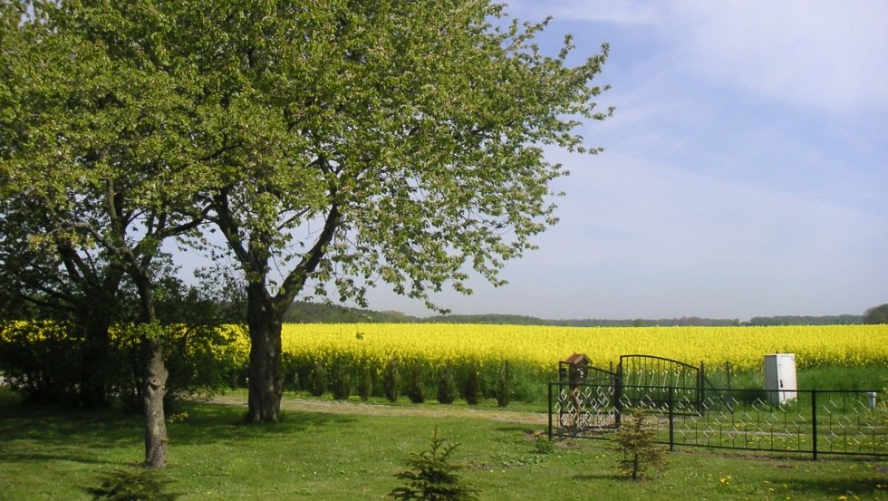 Uitgestrekte landschappen, bloeiende koolzaadvelden en schilderachtige baaien - het eiland Ummanz op het eiland Rügen heeft het allemaal, © Ummanz-Information/Schmorell