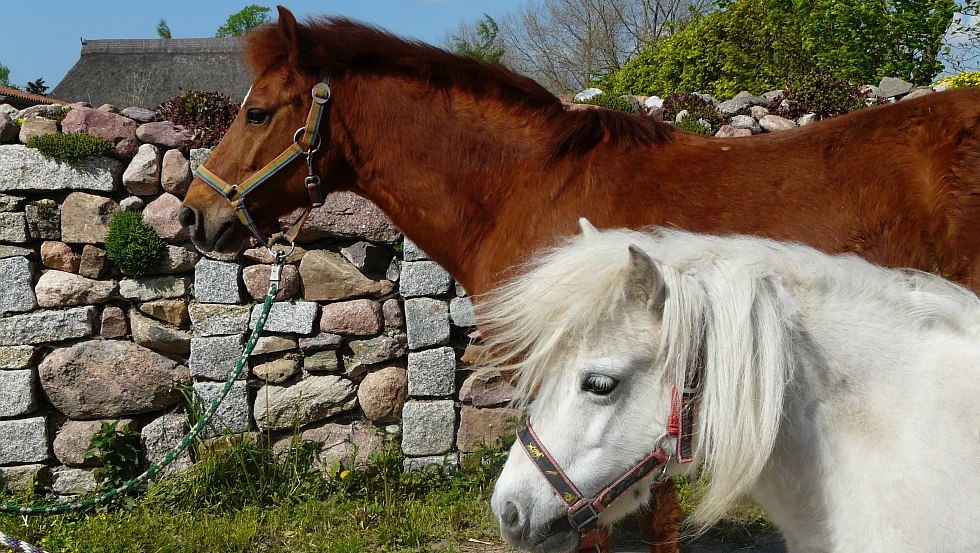 Onze paarden, © Bauernhof Klefer