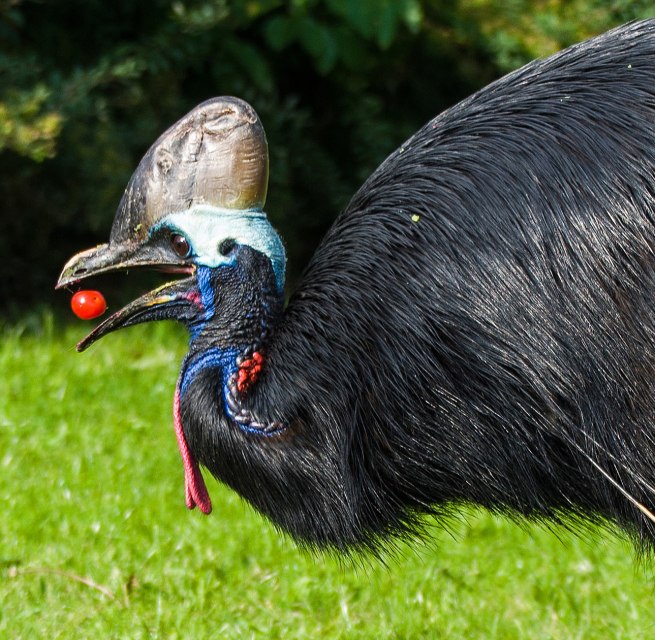 Cassowary eating tomatoes, &copy; Vogelpark Marlow