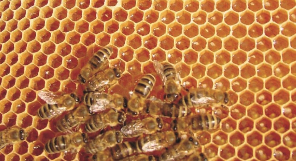 &copy; Schau-Imkerei und Bienenmuseum