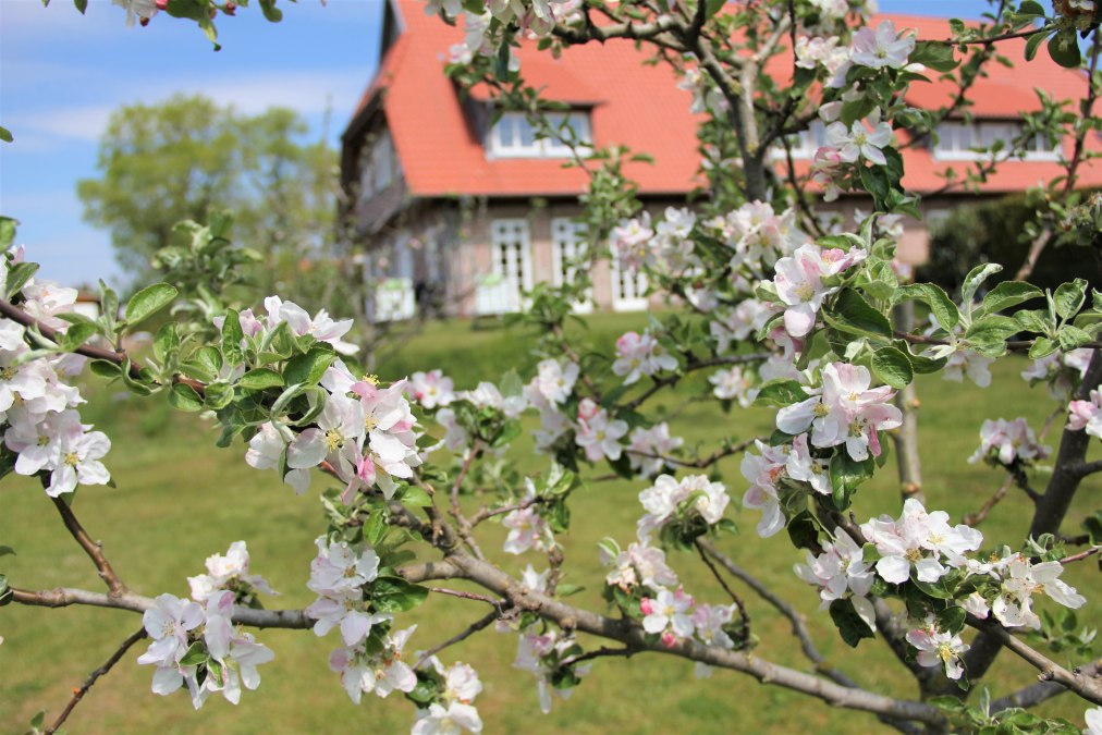 Kwiat jabłoni w naszym sadzie, © Brigitte Leberl