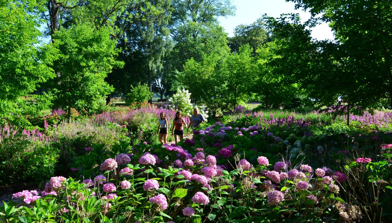 In de zomer worden bezoekers betoverd door het hortensiaparadijs, © Kurverwaltung Feldberger Seenlandschaft