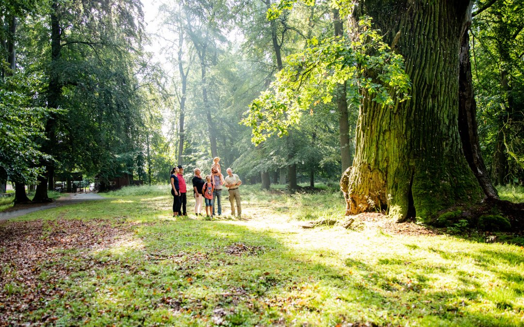 rieseneiche-bestaunen, © Landesforst MV