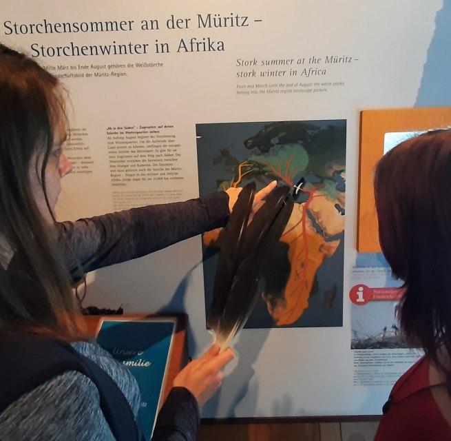 © Müritzeum © Müritzeum