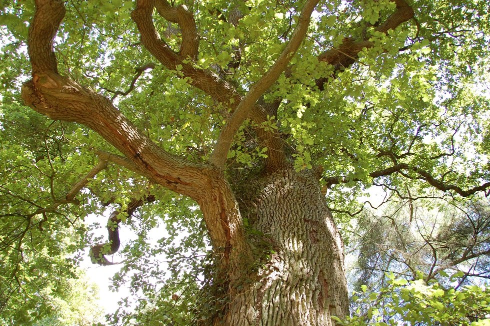This 400-year-old English oak is also a rarity., © Gabriele Skorupski This 400-year-old English oak is also a rarity., © Gabriele Skorupski