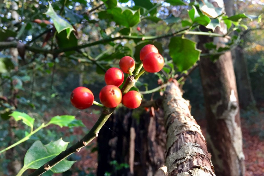 Ilex (stinging plame) in the Ahrenshooper wood, © Kurverwaltung Ahrenshoop Ilex (stinging plame) in the Ahrenshooper wood, © Kurverwaltung Ahrenshoop