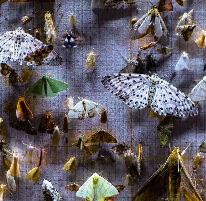 © Metamorphosis Film Junction, Sandbox Films