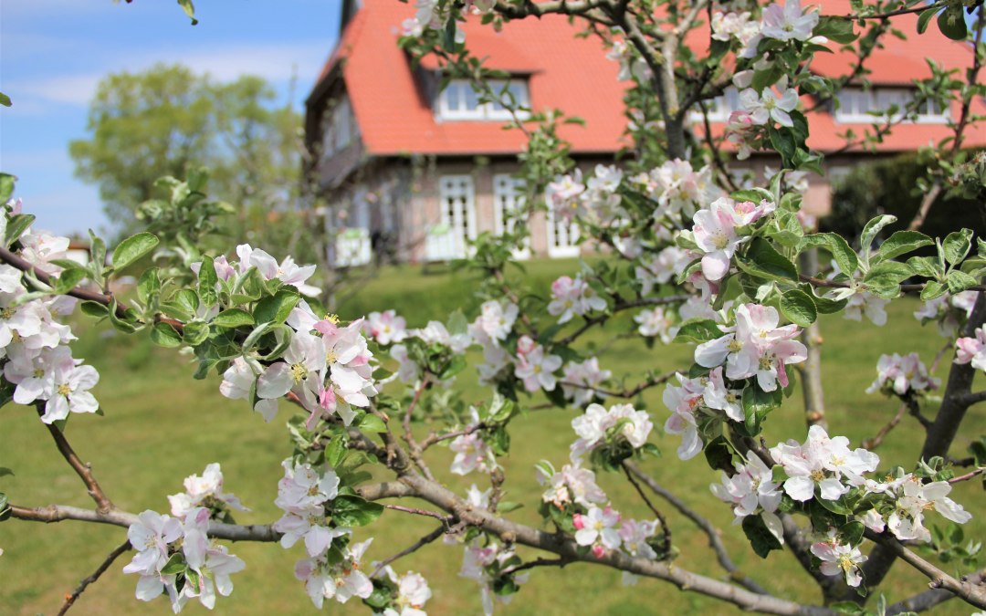 Kwiat jabłoni w naszym sadzie, © Brigitte Leberl