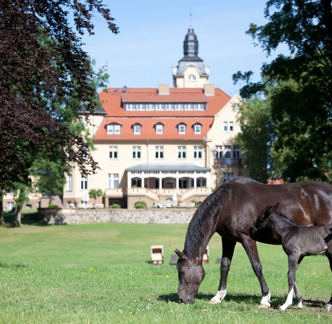 Wendorf Castle Stud Farm // &copy; adfc-Schwerin