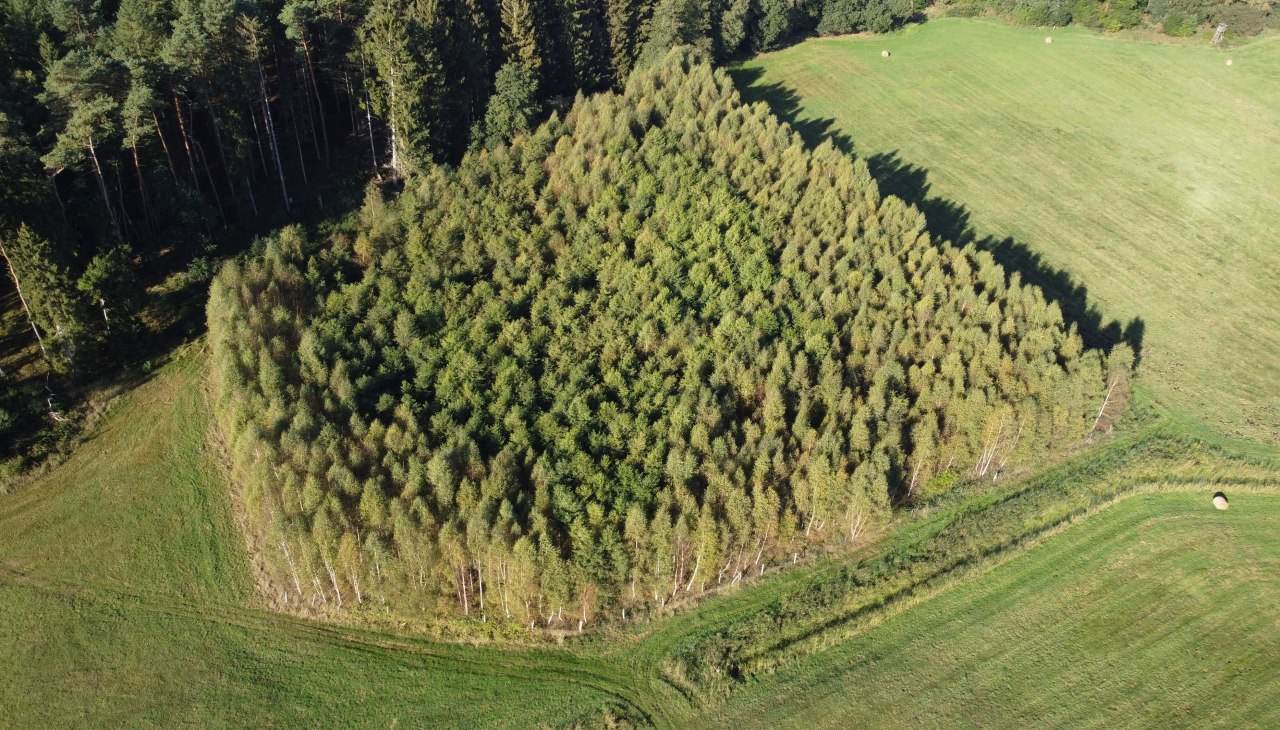 Klimatyczny las Mirow, © Landesforst MV