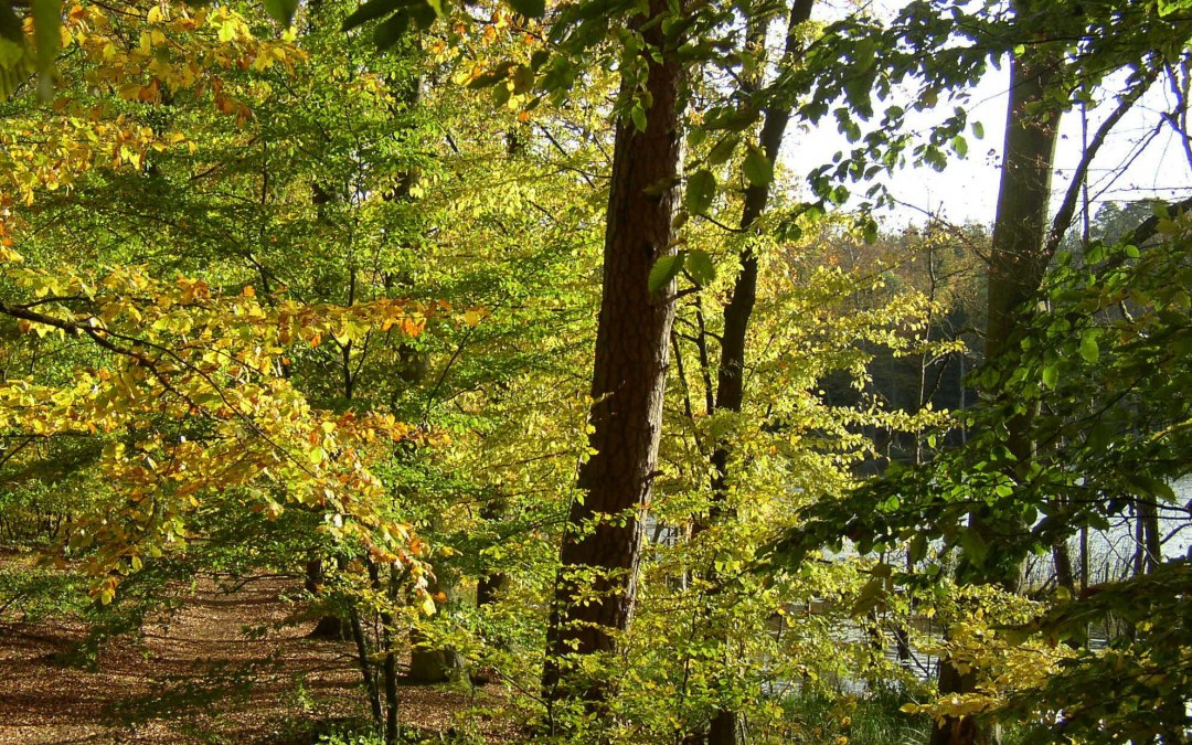 Path near Serrahn, © Stadt Neustrelitz