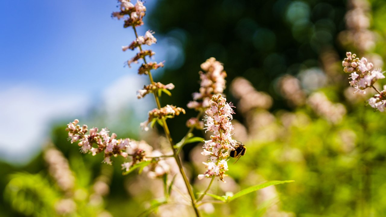 Himmelpfort monastery herb garden, &copy; Andr&eacute; Wirsig