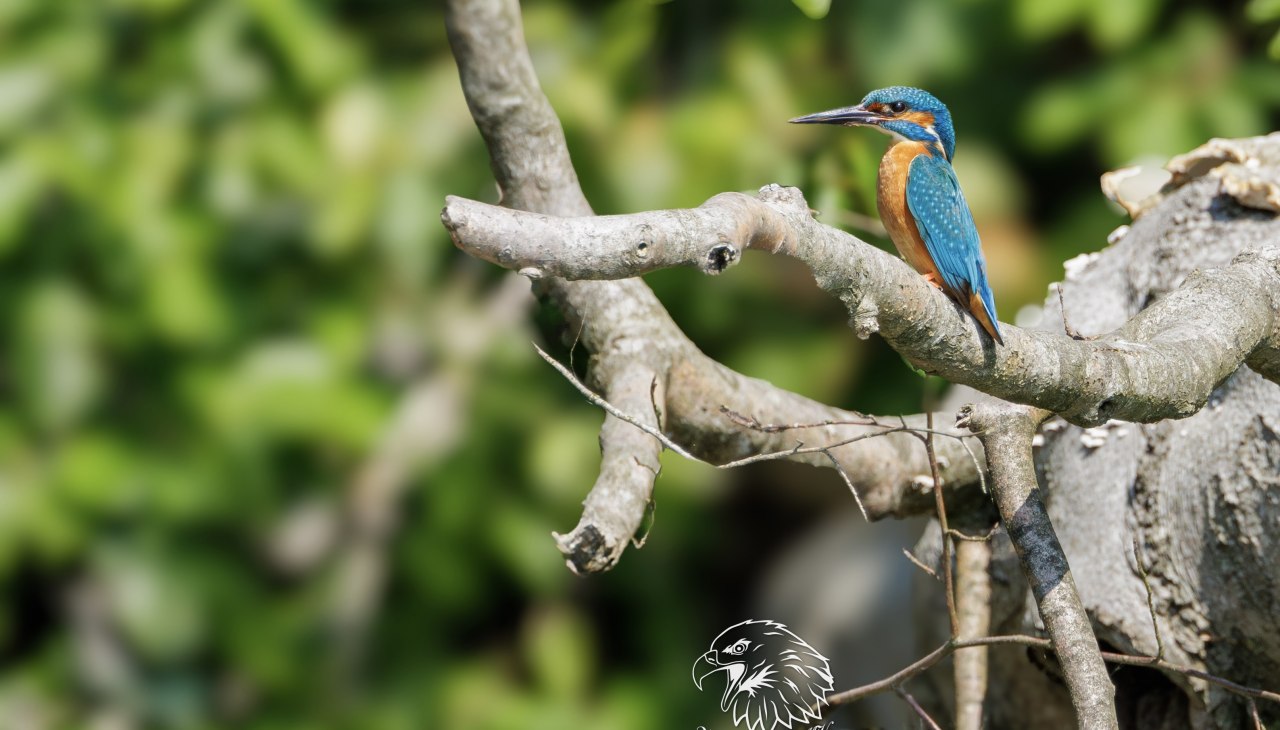 Zimorodek., © Vogeltouren MV/ Kevin Hempel Zimorodek., © Vogeltouren MV/ Kevin Hempel