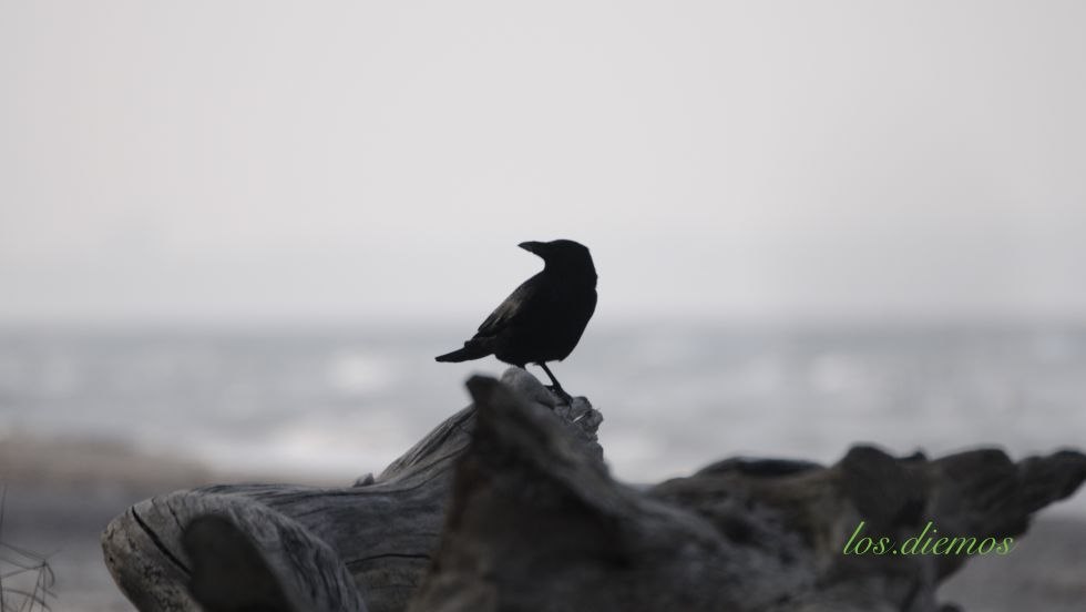 ratownik, © Peter Diemer ratownik, © Peter Diemer