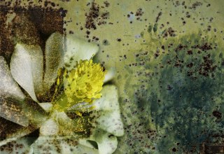 Columbine // &copy; Monika Iburg