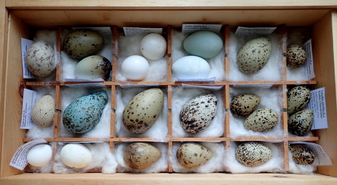 Fig. 1_Collection Zimmermann, &copy; Natureum