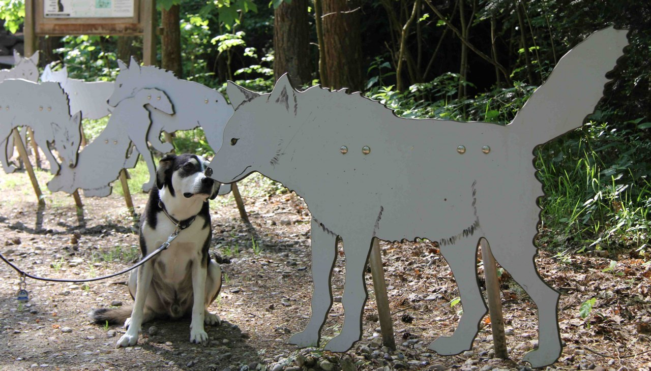 Wildpark-MV z psem, © Wildpark-MV Wildpark-MV z psem, © Wildpark-MV