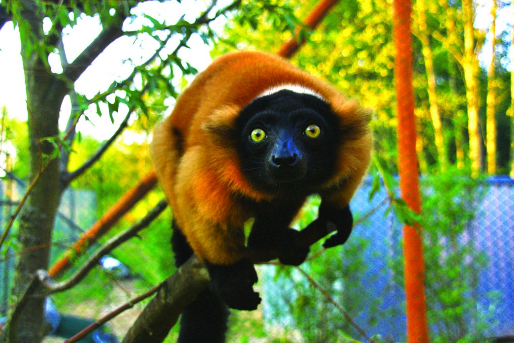 Czerwone warany w zagrodzie na Madagaskarze, © Vogelpark Marlow/Zöger