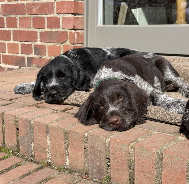 Duitse Draadhaar Puppy's // © Heike Rudolph Duitse Draadhaar Puppy's // © Heike Rudolph