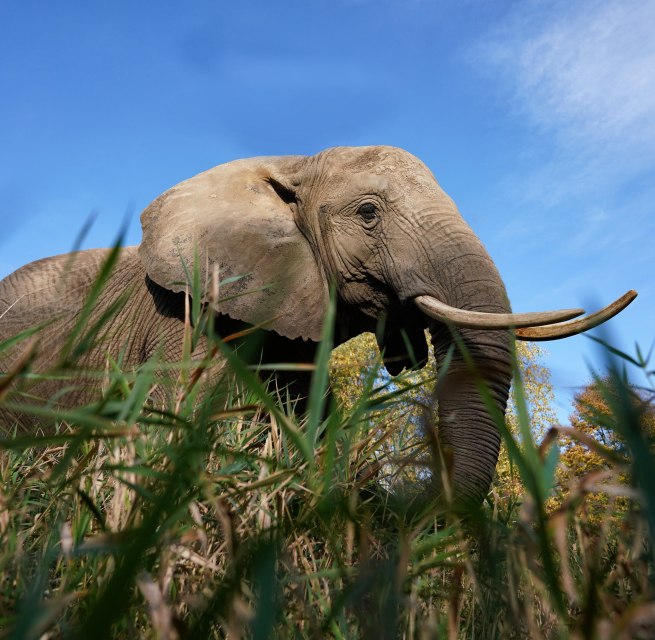 © Elefantenhof Platschow