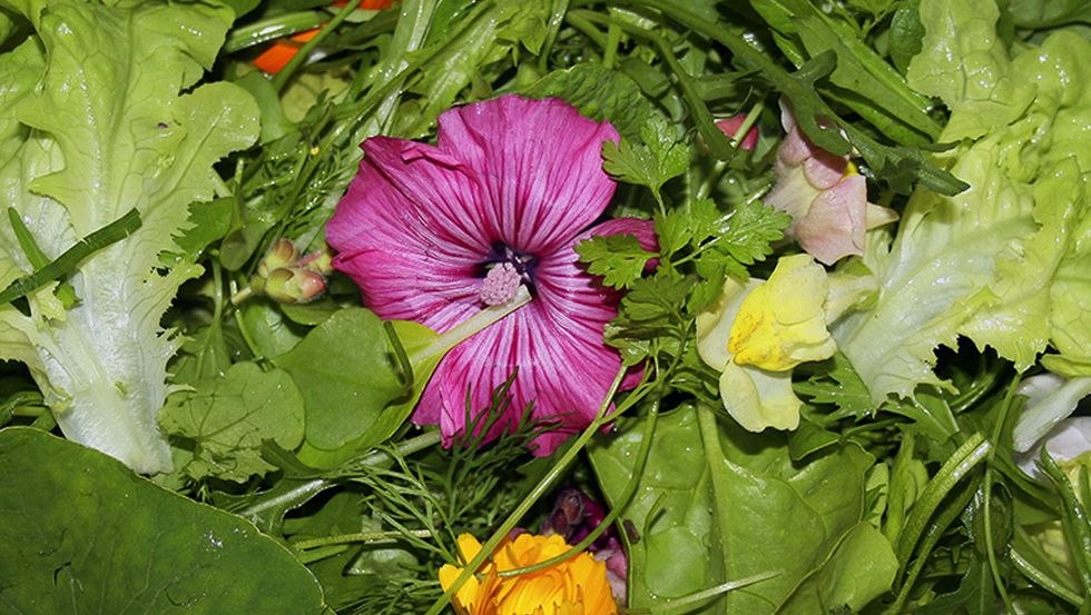 Onze favoriet aller tijden: regionale salade van wilde bloemen, dagelijks vers tijdens de oogstmaanden. // &copy; Jean M&uuml;ller
