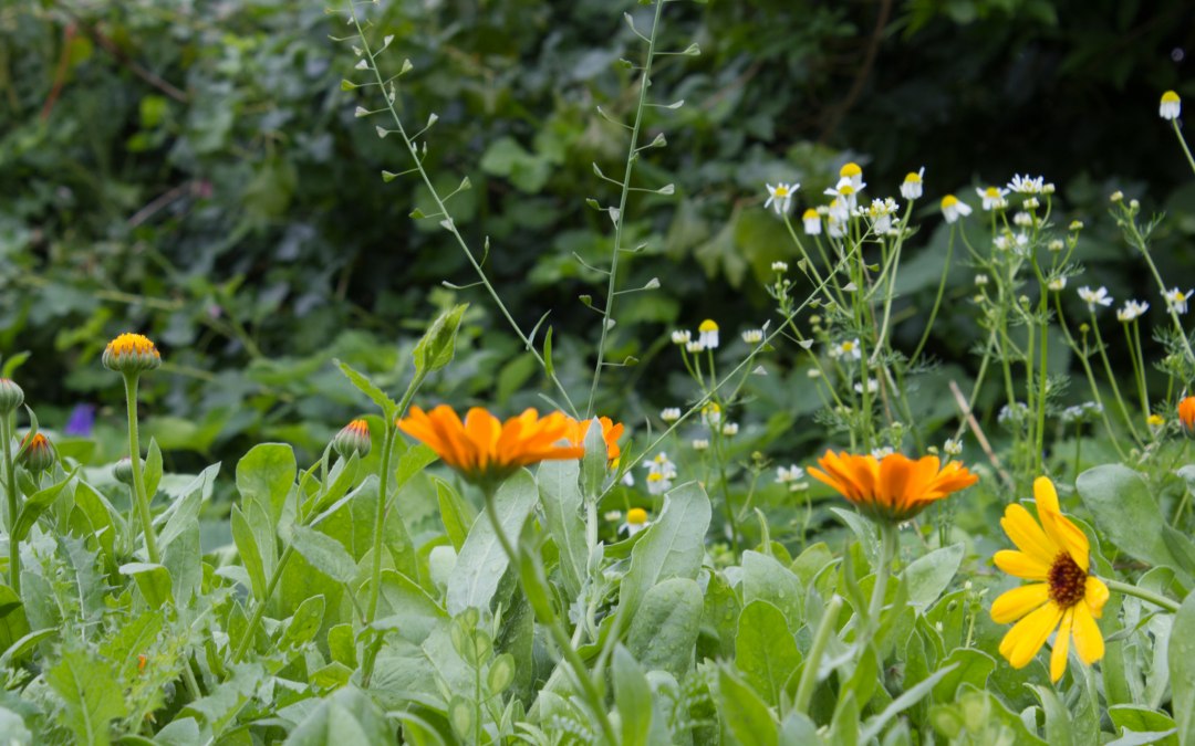 Goudsbloemen en kamille in de tuin van Wildkräuterhos Winkelkraut, © Wildkräuterhof Winkelkraut / Antje Conrad