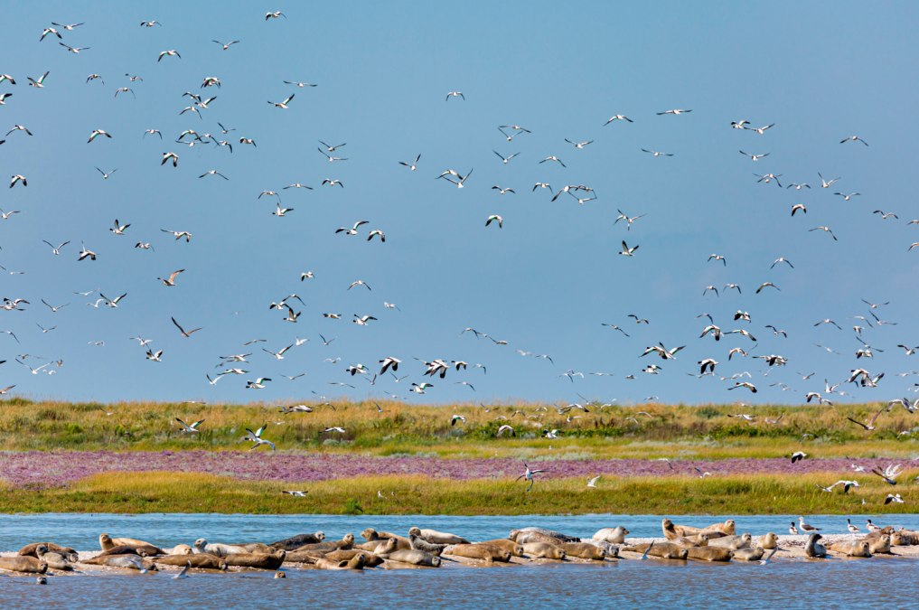 Zeehonden op een zandbank, © Martin Stock