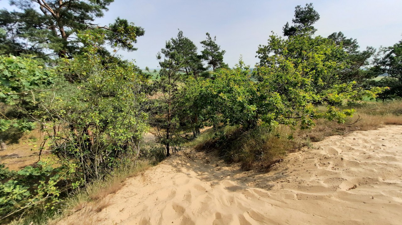 Inland dune Klein Schm&ouml;len, &copy; M. Lenthe