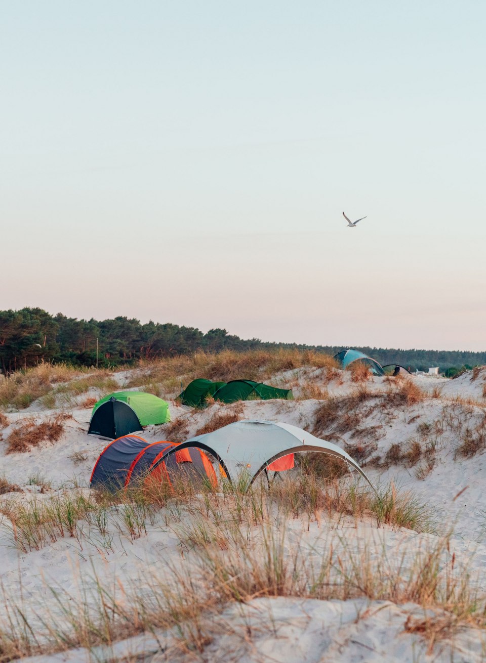Tents are pitched between sand dunes and coastal forest at Ahoi Camp Dar&szlig; on the Baltic Sea at sunset.