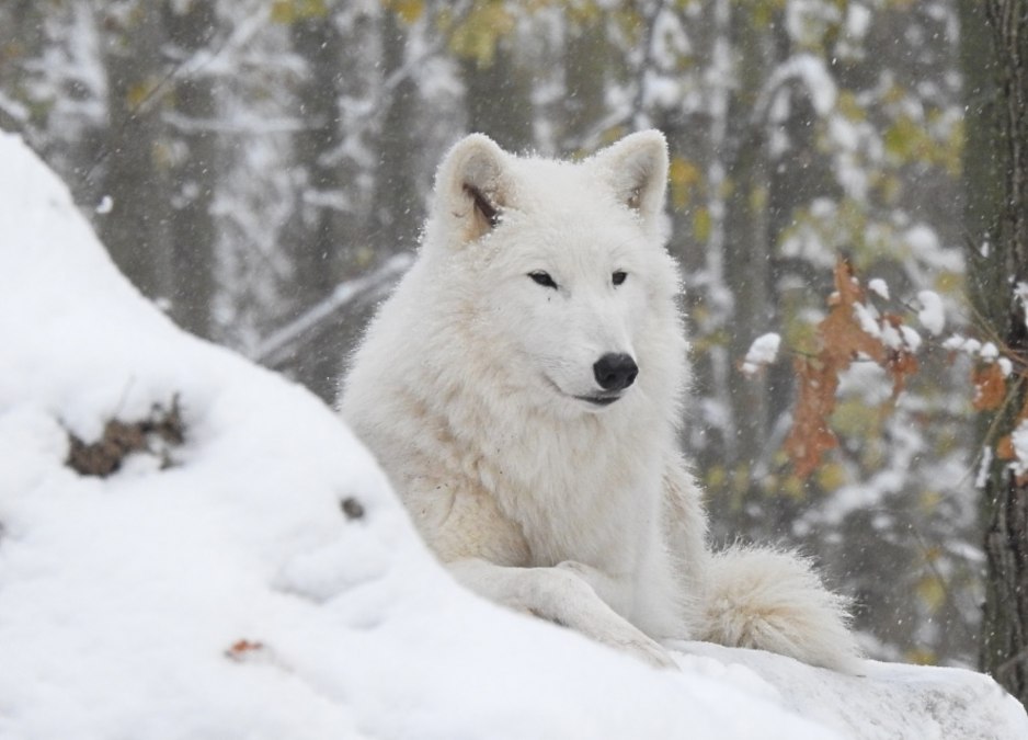 Arctic_wolf_in_winter, © Hansestadt Stralsund