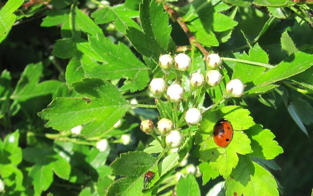 Natura, biedronka, liść, © Kurverwaltung