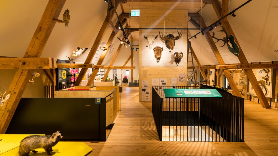 Forst- und Jagdmuseum (4)-min, © Moritz Kertzscher Forst- und Jagdmuseum (4)-min, © Moritz Kertzscher
