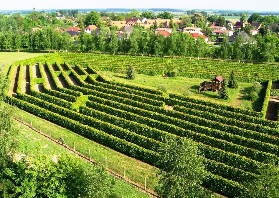 Maze at the Waldeck in Dargun, © Stadt Dargun
