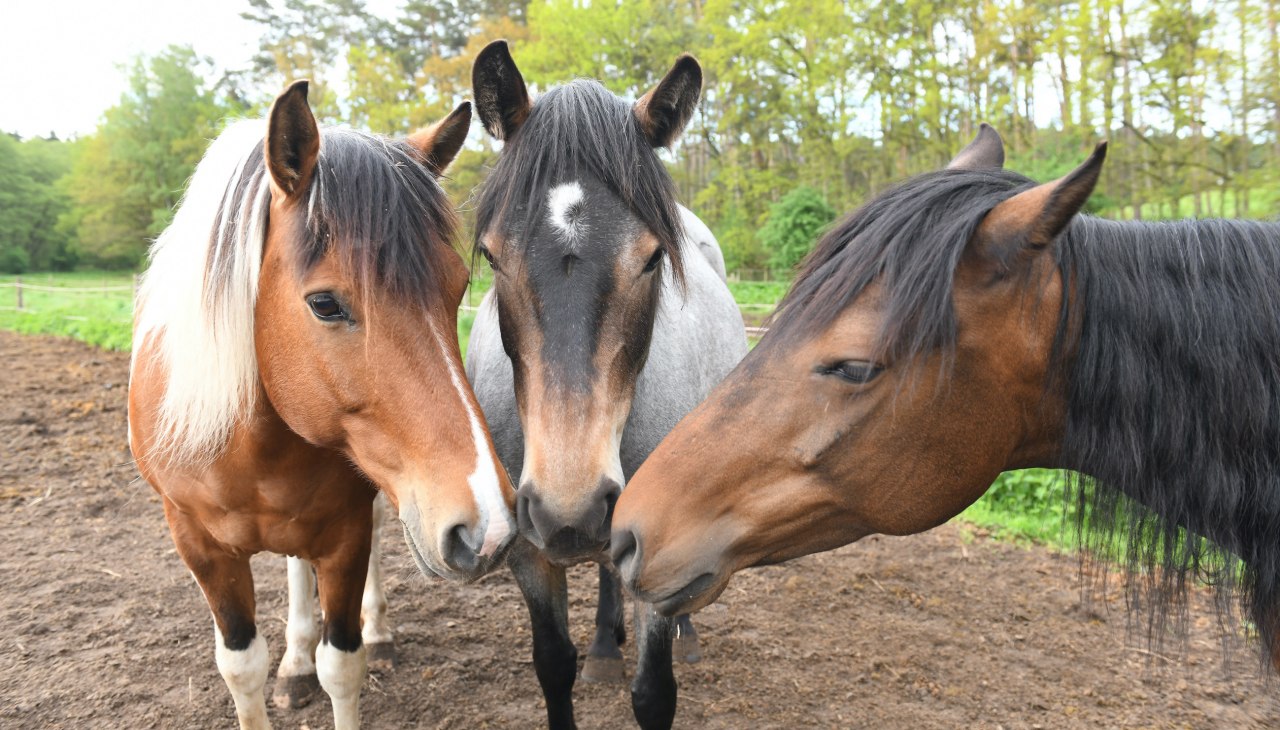 Er zijn verschillende pony's voor paardrijlessen op de Zislow paardenboerderij., © Pferdehof Zislow