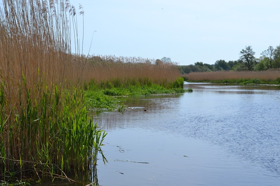 Recknitz with reed belt, &copy; Lutz Werner