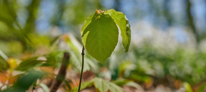 © Foto-Burwitz-Pocha © Foto-Burwitz-Pocha