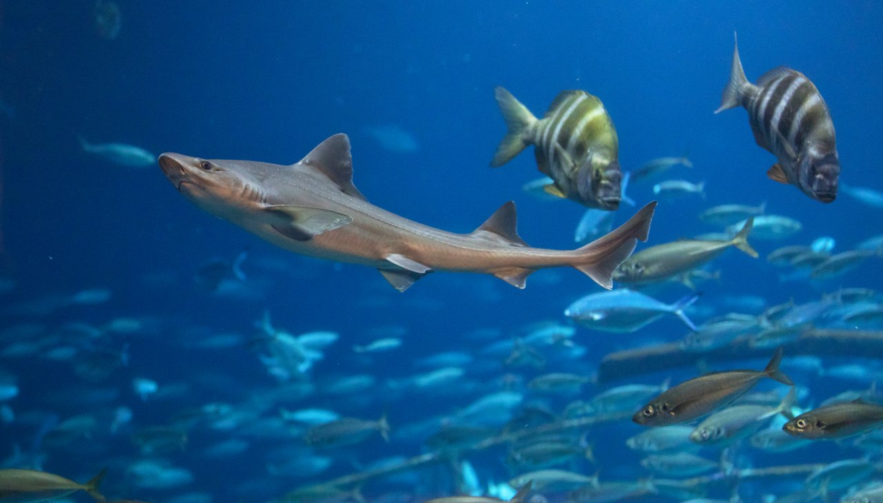 In het aquarium "Open Atlantische Oceaan" zijn verschillende haaiensoorten te zien, waaronder de hondshaai, © Anke Neumeister/Deutsches Meeresmuseum In het aquarium "Open Atlantische Oceaan" zijn verschillende haaiensoorten te zien, waaronder de hondshaai, © Anke Neumeister/Deutsches Meeresmuseum